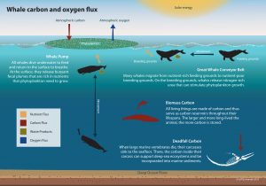 Whales worth about $1 trillion in carbon sequestration – Introduction ...