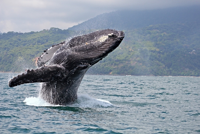 whale-in-ballena-marine-national-park